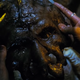 The creature from Mimic.
